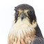 Australian Hobby close-up of face from front