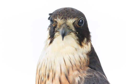 Australian Hobby close-up of face from front