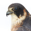 Australian Hobby close-up of face from front left