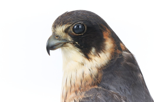 Australian Hobby close-up of face from front left