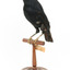 Satin Bowerbird perching on wooden stand facing forward left