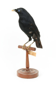 Satin Bowerbird perching on wooden stand facing forward left