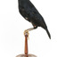 Satin Bowerbird perching on wooden stand facing back left