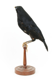 Satin Bowerbird perching on wooden stand facing back left