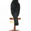 Satin Bowerbird perching on wooden stand facing back