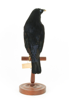Satin Bowerbird perching on wooden stand facing back
