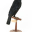 Satin Bowerbird perching on wooden stand facing backward right