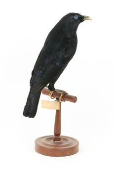 Satin Bowerbird perching on wooden stand facing backward right