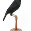 Satin Bowerbird perching on wooden stand facing Right