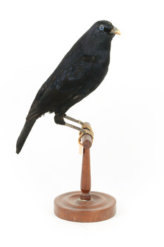 Satin Bowerbird perching on wooden stand facing Right