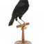 Satin Bowerbird perching on wooden stand facing forward right