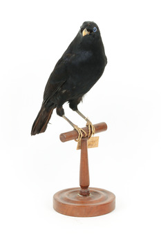 Satin Bowerbird perching on wooden stand facing forward right
