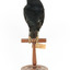 Satin Bowerbird perching on wooden stand facing front