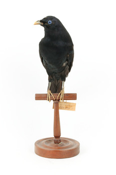 Satin Bowerbird perching on wooden stand facing front