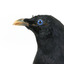 Satin Bowerbird close-up left