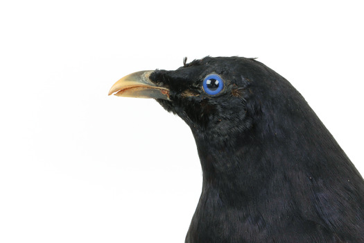 Satin Bowerbird close-up left