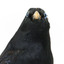 Satin Bowerbird close-up front