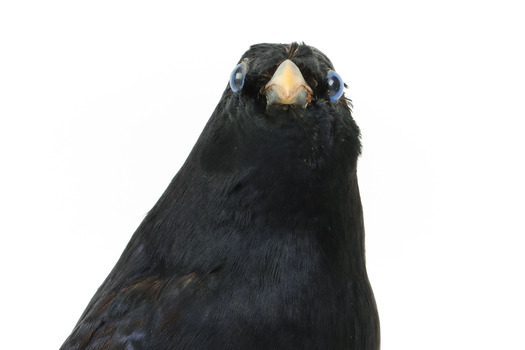 Satin Bowerbird close-up front