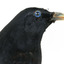 Satin Bowerbird close-up right
