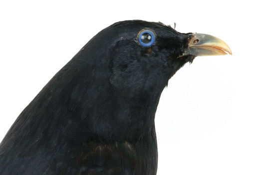Satin Bowerbird close-up right