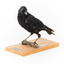 Satin Bowerbird perching on wooden stand facing front left