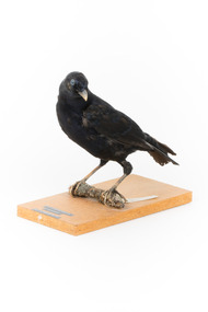 Satin Bowerbird perching on wooden stand facing front left