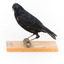 Satin Bowerbird perching on wooden stand facing left