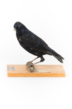 Satin Bowerbird perching on wooden stand facing left