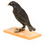Satin Bowerbird perching on wooden stand facing back left