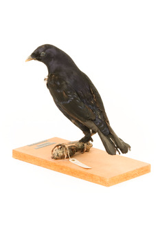 Satin Bowerbird perching on wooden stand facing back left