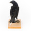 Satin Bowerbird perching on wooden stand facing back