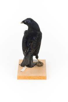 Satin Bowerbird perching on wooden stand facing back