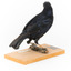 Satin Bowerbird perching on wooden stand facing back right