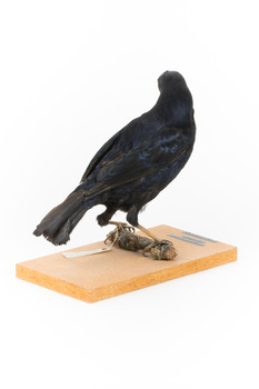 Satin Bowerbird perching on wooden stand facing back right