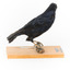 Satin Bowerbird perching on wooden stand facing right
