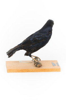 Satin Bowerbird perching on wooden stand facing right