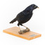 Satin Bowerbird perching on wooden stand facing front right