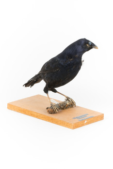Satin Bowerbird perching on wooden stand facing front right