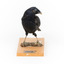 Satin Bowerbird perching on wooden stand facing front