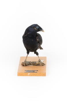 Satin Bowerbird perching on wooden stand facing front