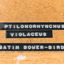 Satin Bowerbird close-up base with label