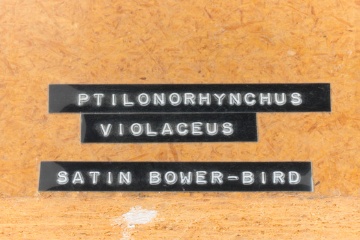 Satin Bowerbird close-up base with label