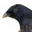 Satin Bowerbird close-up facing left
