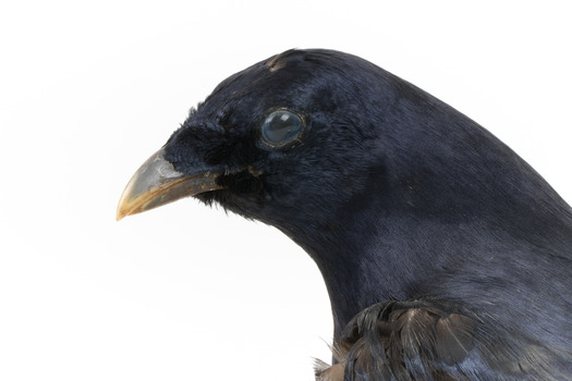 Satin Bowerbird close-up facing left