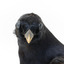 Satin Bowerbird close-up facing front