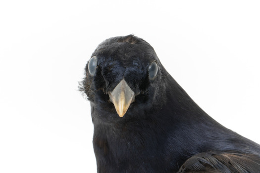 Satin Bowerbird close-up facing front