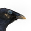 Satin Bowerbird close-up facing right