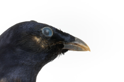Satin Bowerbird close-up facing right