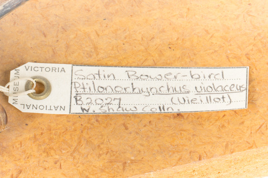 Satin Bowerbird close-up swing tag