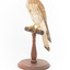 Nankeen Kestrel perching on wooden stand facing front left